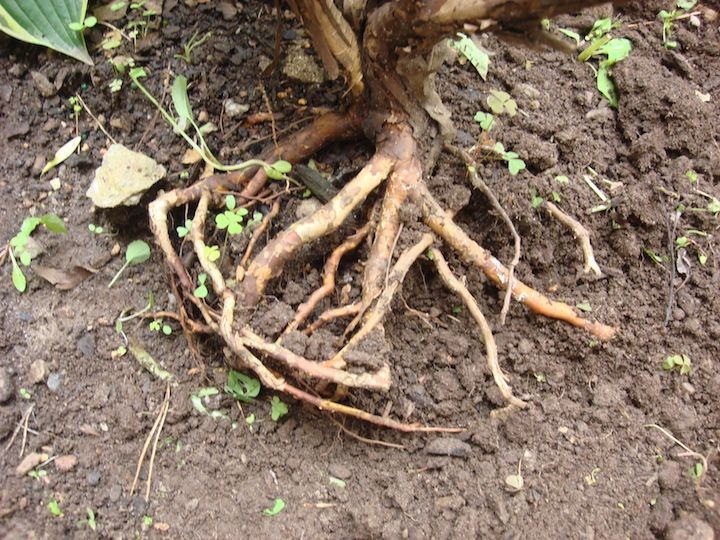 Exposed tree roots in soil with small green plants growing nearby.