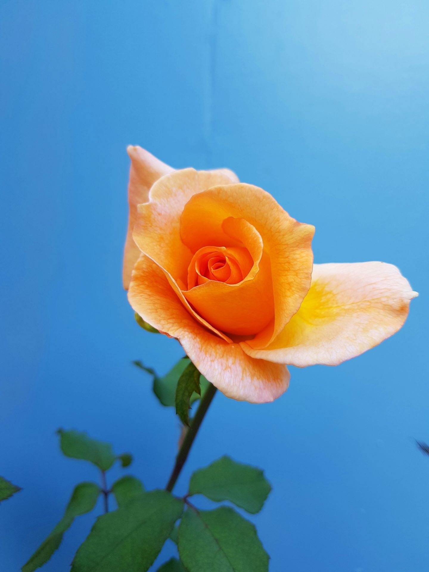 Close-up of an orange rose in bloom against a bright blue background.