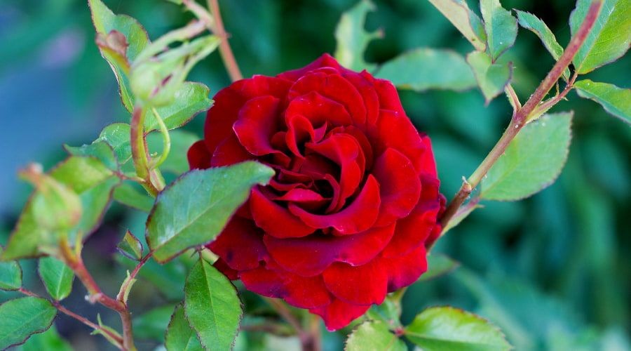 Close-up of a vibrant red rose surrounded by green leaves in a garden setting.