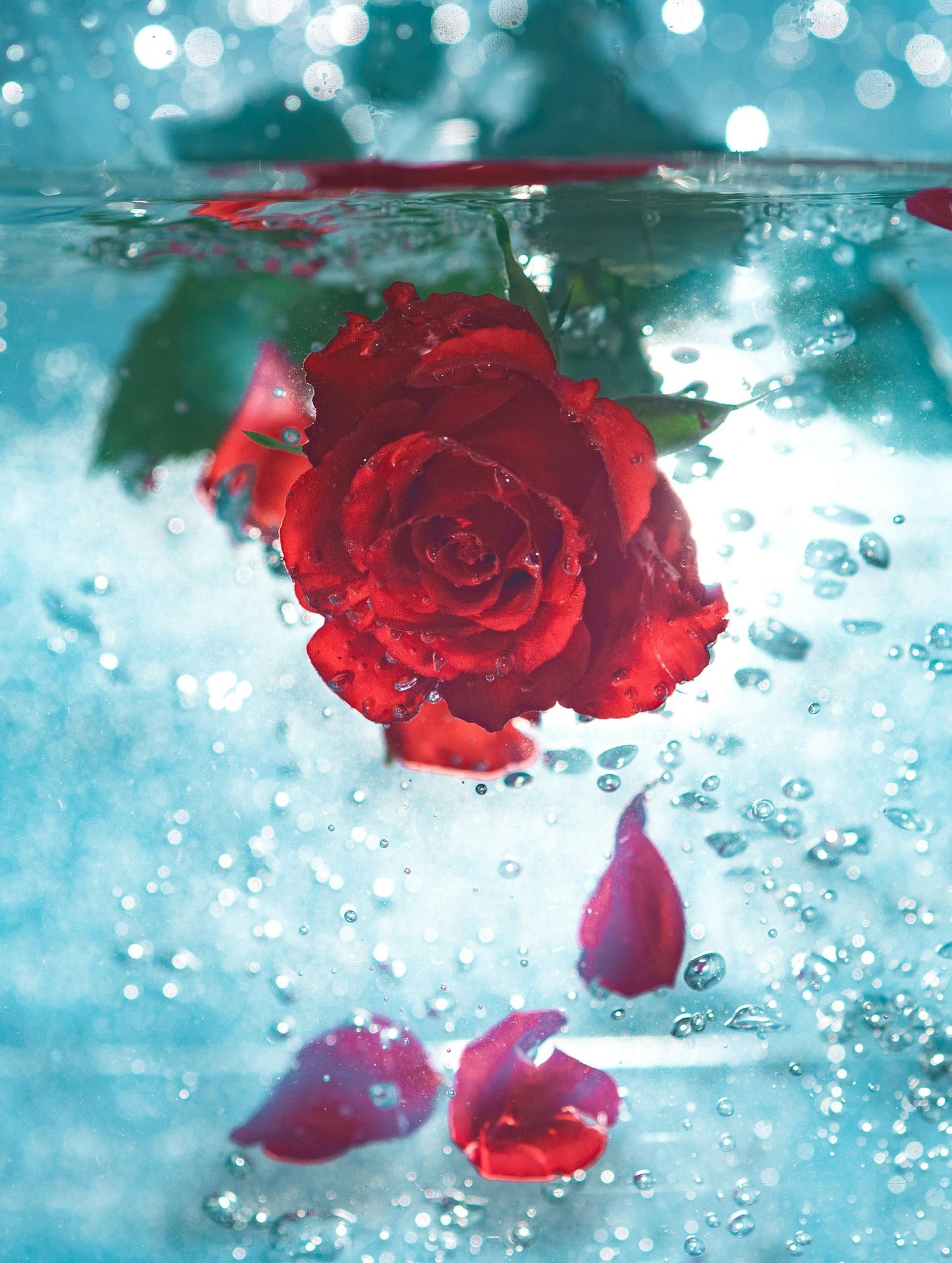 Red rose submerged in water with petals floating and bubbles surrounding it.