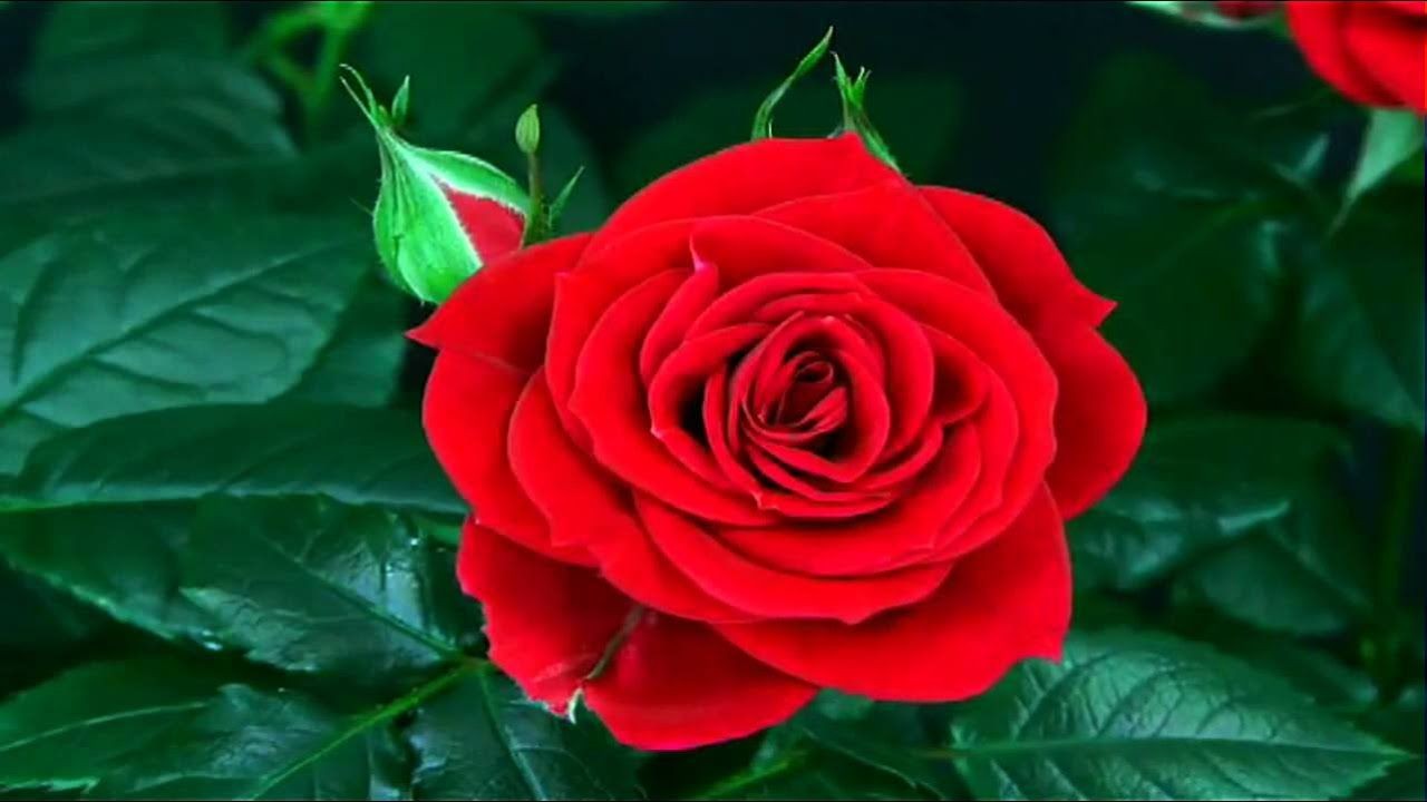 Close-up of a red rose in full bloom with green leaves in the background.